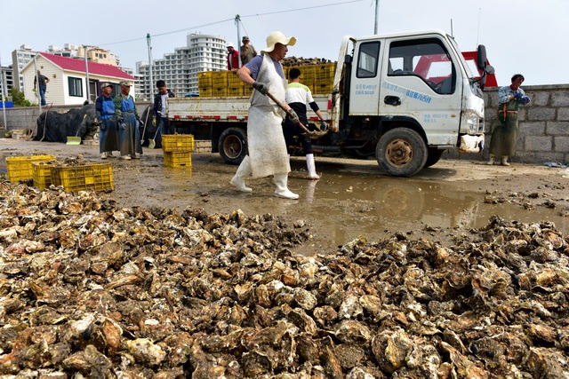 煙臺長島一碼頭上，漁民們正在裝卸海鮮。攝影/章軻