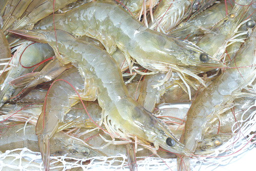 vannamei-shrimp-u10497212-p1916185.jpg